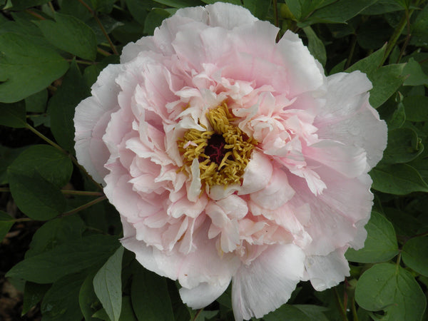 Katta qora tanli odam yosh fotosini sikadi Malibu Beach porno onlayn