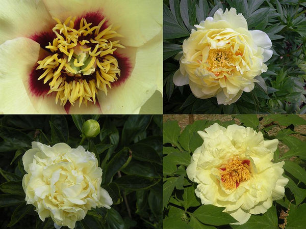 Yellow Peonies: From the Wild and Into the Garden
