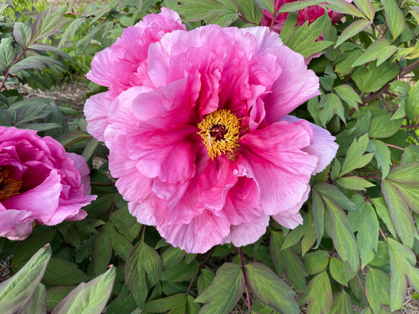 Paeonia suffruticosa, 'Palace of Fragrant Flowers' Japanese Tree