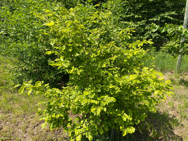 Hamamelis virginiana, 'Green Thumb' – Cricket Hill Garden