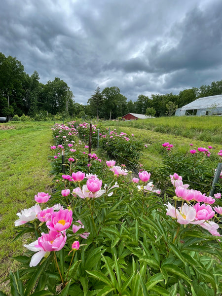 Paeonia lactiflora Herbaceous Peony Seedling – Cricket Hill Paeonia lactiflora Herbaceous Peony Seedling – Cricket Hill