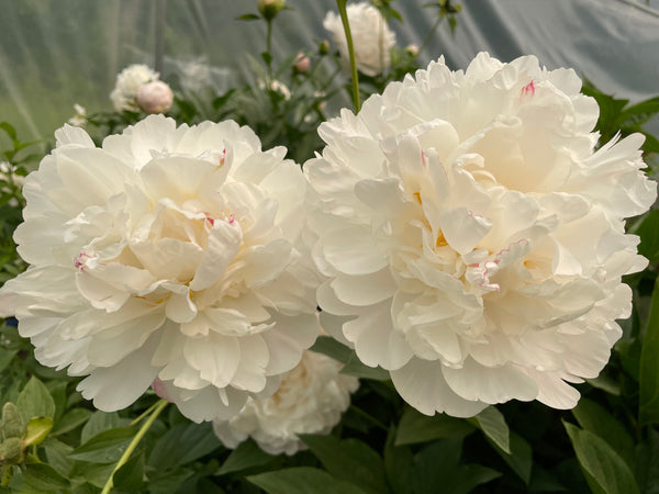 Paeonia_le_cygne_grande.jpg?v=