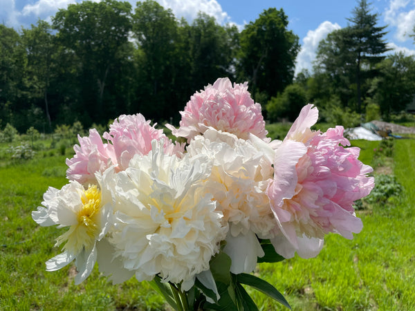 Paeonia_top_brass_05ef633a-