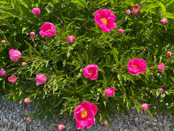 Paeonia lactiflora, 'Treasure of Red Rose' Chinese