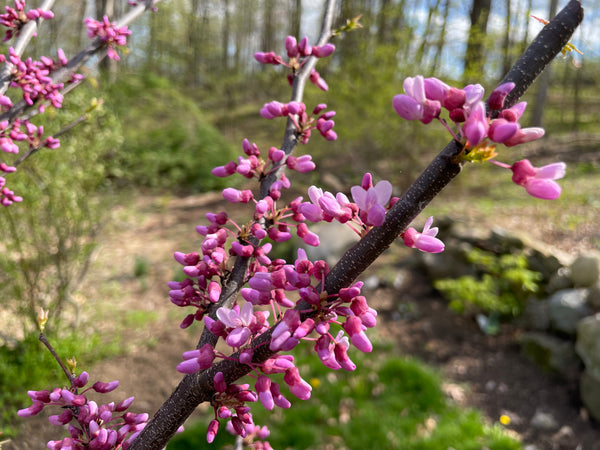 Cercis canadensis, 'Alley Cat' Redbud