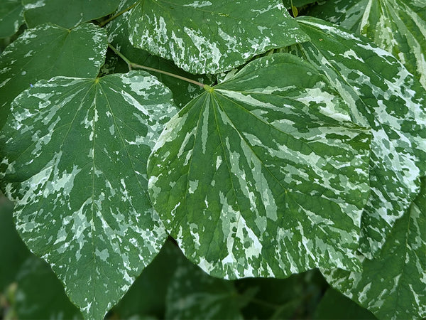 cercis_canadensis_alley_cat_gr