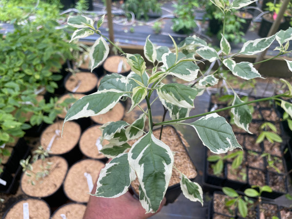 Cornus alternifolia, 'Argentea' pagoda dogwood – Cricket Hill Garden