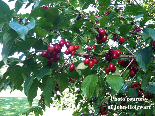 Cornus, 'Yugo Sweet' cornelian cherry