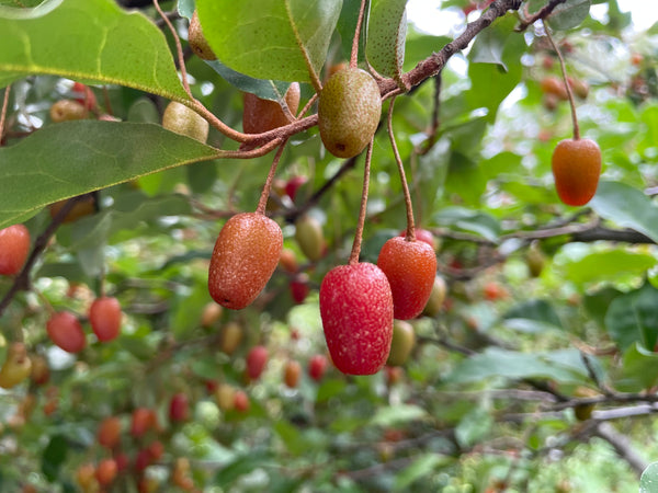 ミ*ー様 西洋グミ Elaeagnus spp.１株 eleagnus_multiflora_red_gem_gr