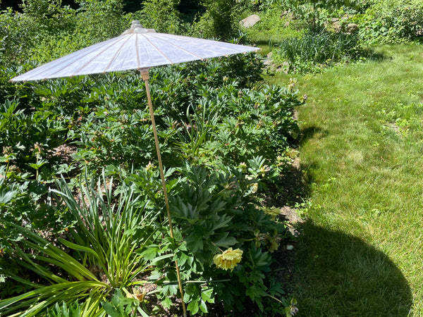 Peony Garden Umbrella – Cricket Hill Garden