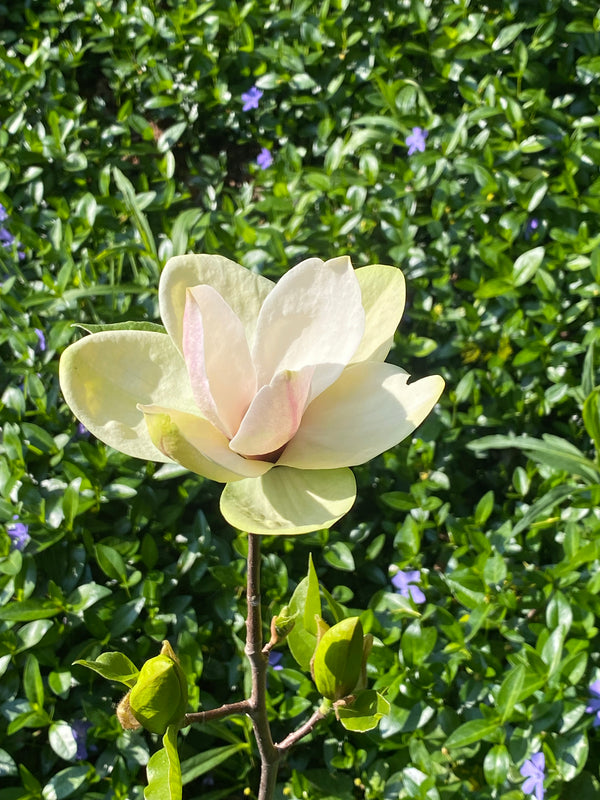 Magnolia, 'Sunsation'