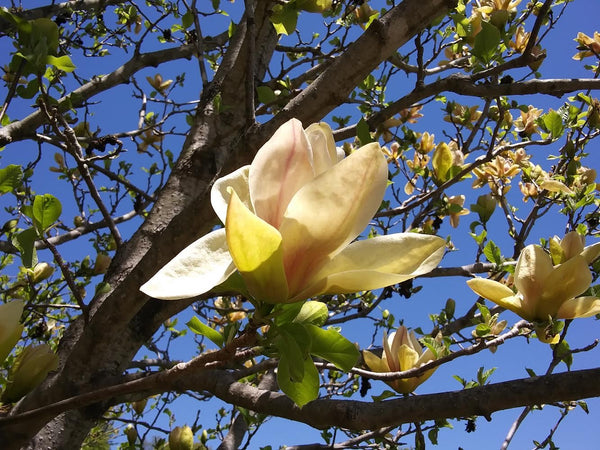 Magnolia, 'Sunsation'
