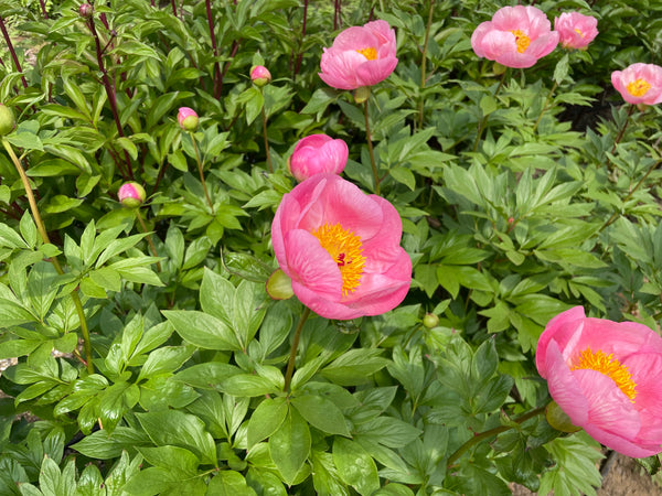 pappelina パイピングクッション　ペールローズ　Ray PaleRose Roselette | Hybrid Herbaceous Peony, Pesticide-Free – Cricket Hill