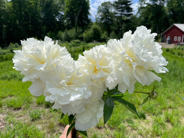 paeonia_chedar_supreme_grande.
