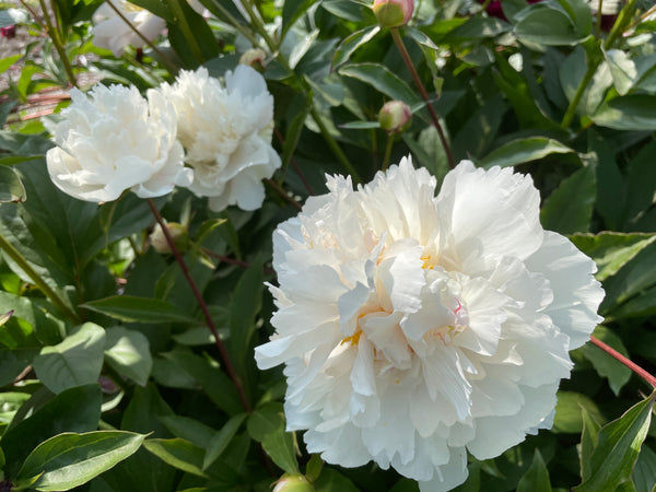 Paeonia lactiflora,'Gold Dusted Snowy Mountain' Chinese herbaceous peony