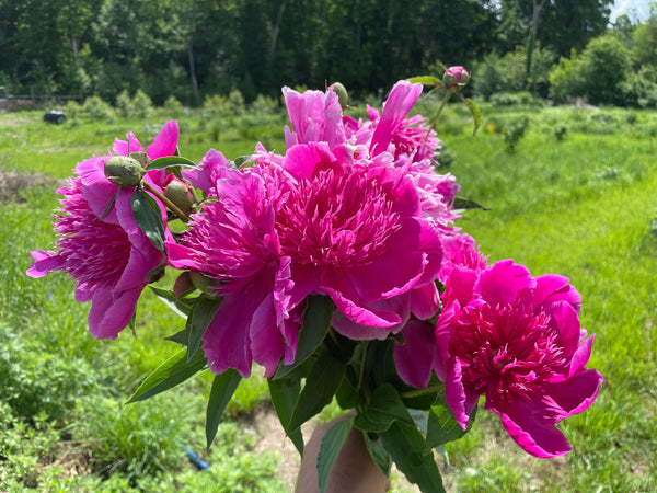 peony PET 270円 paeonia_purple_phoenix_feather
