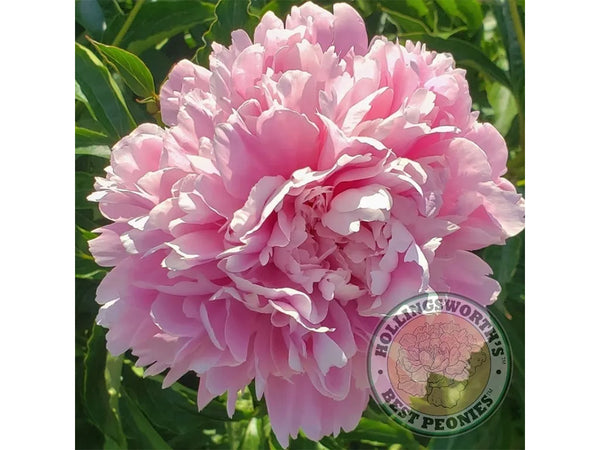 Paeonia lactifora 'Queen of Hamburg' herbaceous peony PICK UP – Cricket  Hill Garden