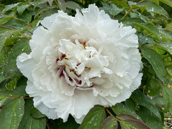 paeonia_white_empress_grande.