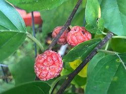 Cudrania, 'Darrow' seedless female Che Chinese Melonberry