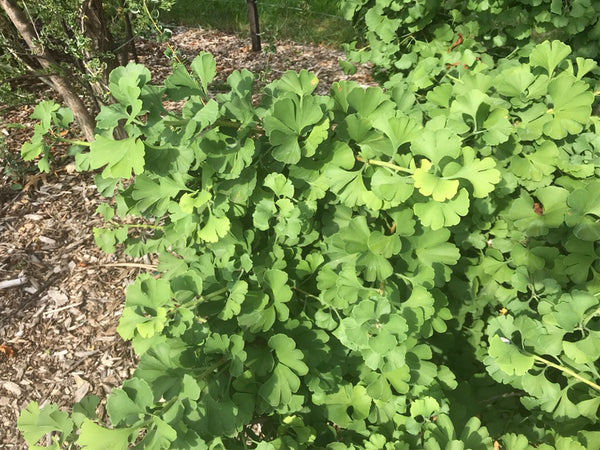 Ginkgo biloba, 'Troll' Dwarf Ginkgo