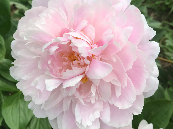 Paeonia lactiflora, 'Xi Shi's Face Powder' Chinese herbaceous peony