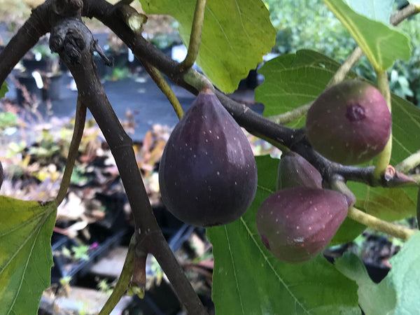 Ficus, 'Violette De Bordeaux' fig