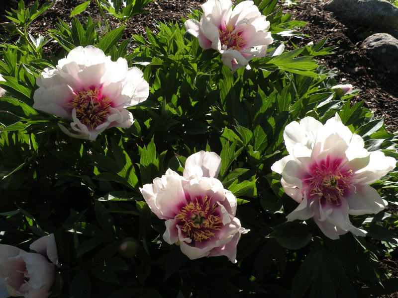 Paeonia, 'Cora Louise' intersectional 'Itoh' peony PICK UP