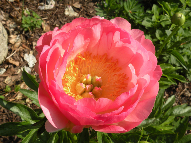 Paeonia, 'Coral Sunset' hybrid herbaceous peony PICK UP