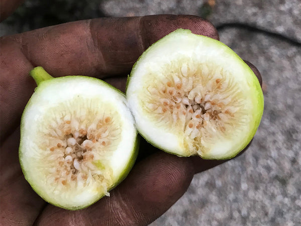 Fig tree _ReFa FINE BUBBLE U【ホワイト】 ficus_carica_dinunzio_white_fi