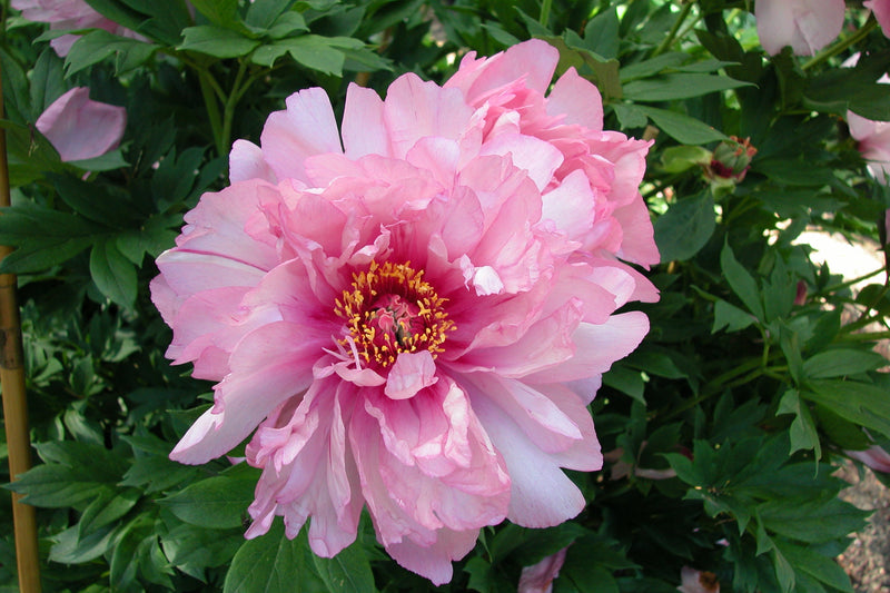 Paeonia, 'First Arrival' intersectional 'Itoh' peony