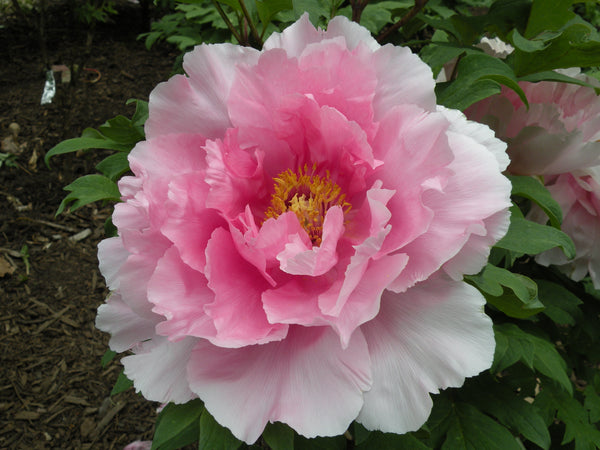 Floral Rivalry | Japanese Tree Peony, Pesticide-Free – Cricket