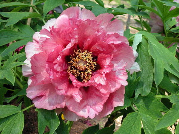 Leda | Hybrid Tree Peony – Cricket Hill Garden