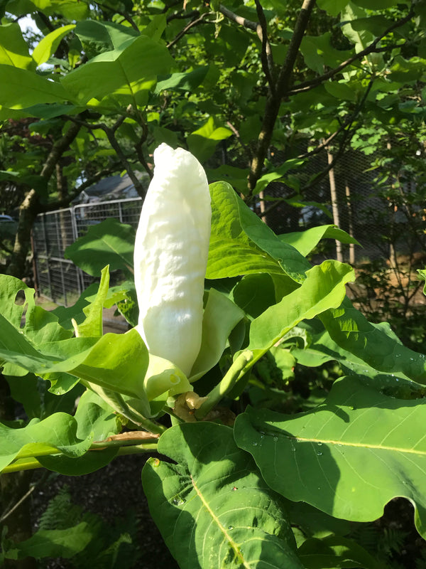Magnolia ashei, Dwarf Bigleaf Magnolia