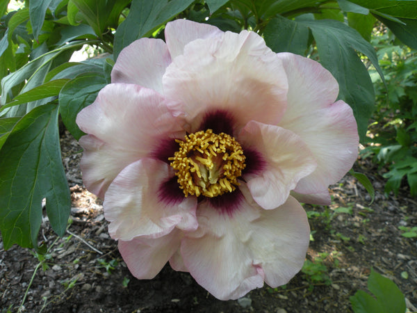 Mystery | American Hybrid Tree Peony – Cricket Hill Garden