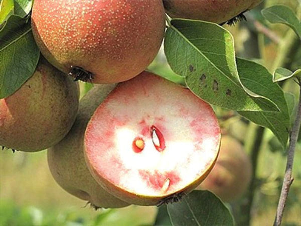 Pyrus communis, 'Summer Blood Birne' Pear