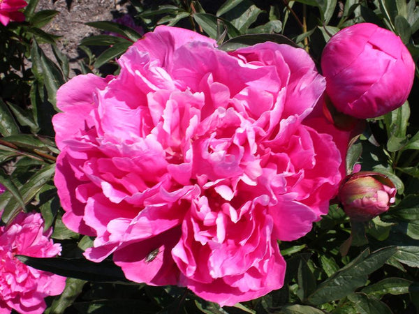 How to Plant a Herbaceous or Intersectional Peony