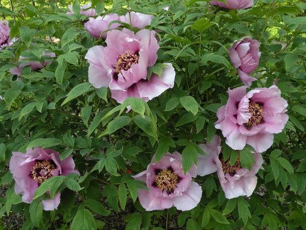 Public Peony Collections in the United States and Canada