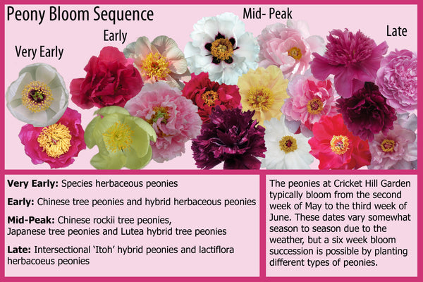 Peony Bloom Sequence