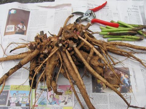 Dividing a Herbaceous Peony