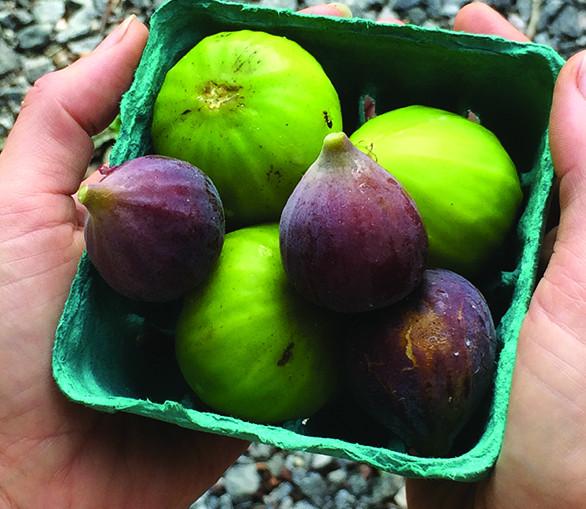 How to Grow Figs in Cool Climates