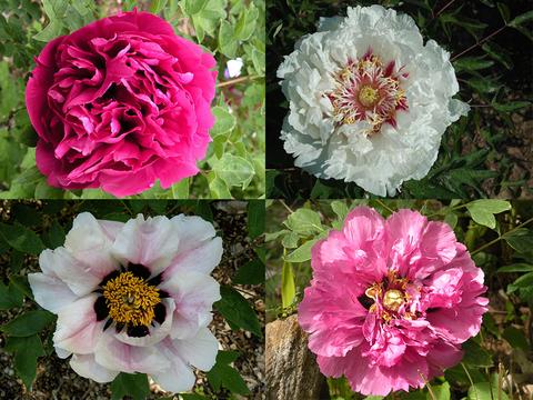 Paeonia rockii and Gansu Mudan: Peonies from China's Wild West