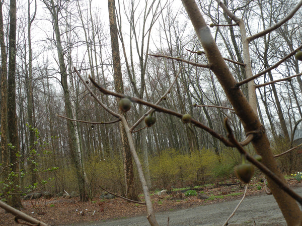 Grafting Pawpaws (Asimina Triloba)