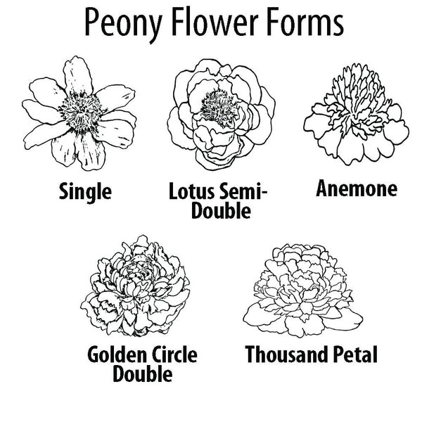 Peony Flower Forms