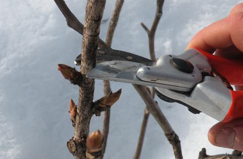 Pruning a Mature Tree Peony