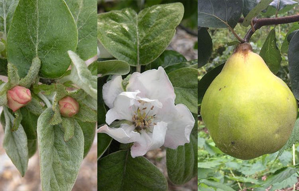 Quince: The Golden Apple of Ancient Greece