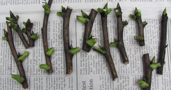 Grafting Tree Peonies