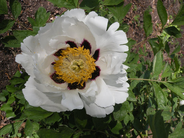 Growing Peonies in USDA Zones 8 and 9