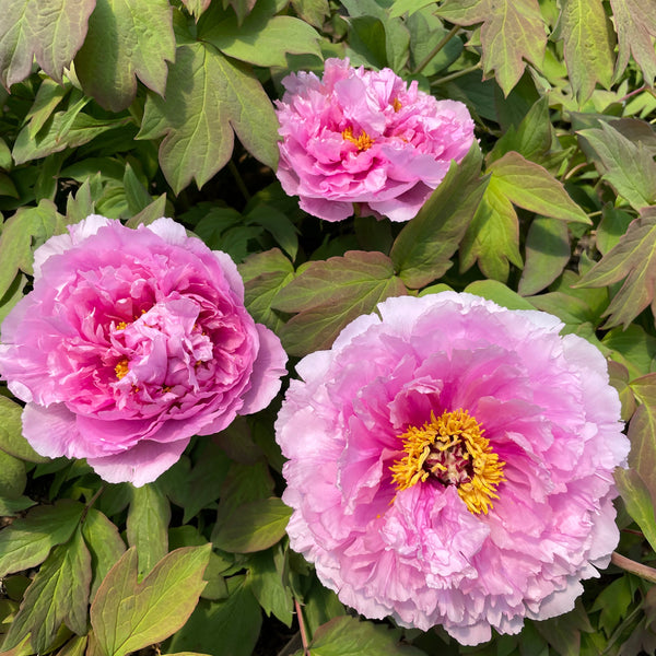 Tree Peonies- FALL 2025 shipping – Page 2 – Cricket Hill Garden