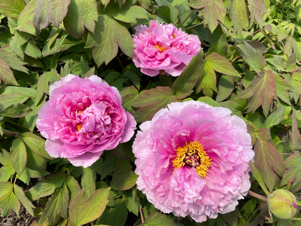 Tree Peonies- FALL 2026 shipping – Cricket Hill Garden