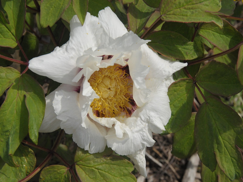 Seed Grown Tree Peony #2025-001